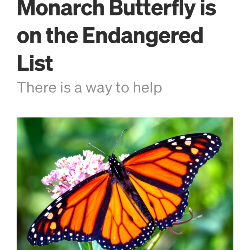 Help save the Monarch Butterfly